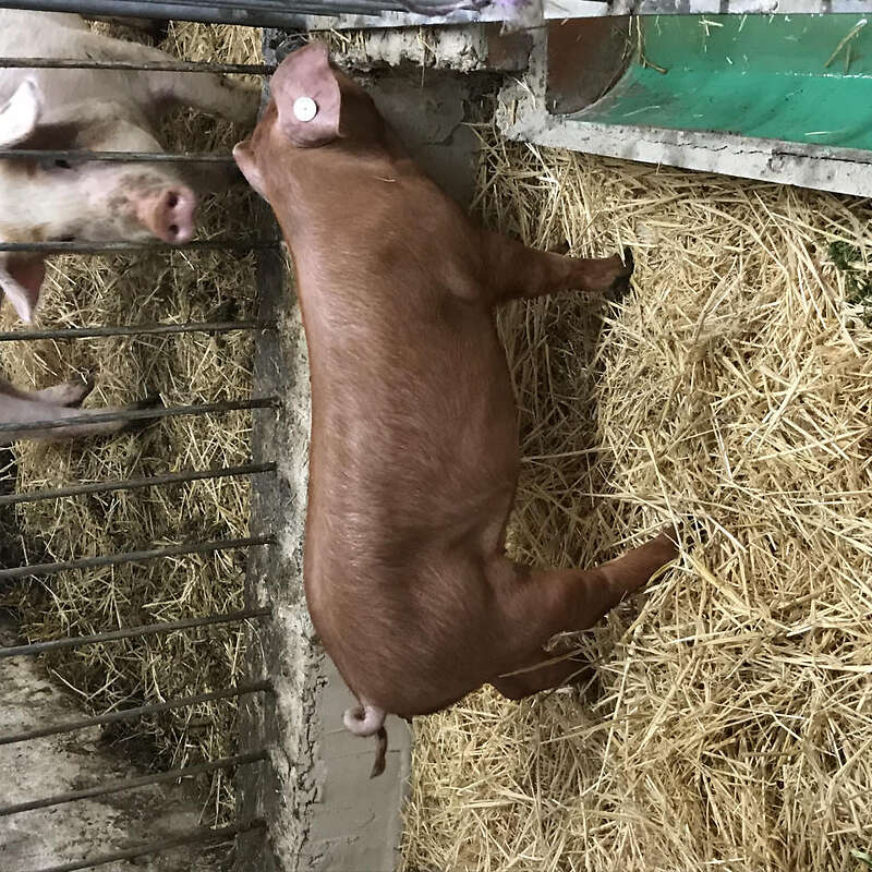 Verkaufe Duroc Sauferkel - Bild 1