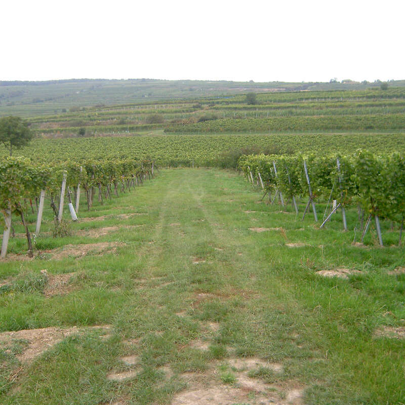 Weingut  in  Österreich - Bild 1