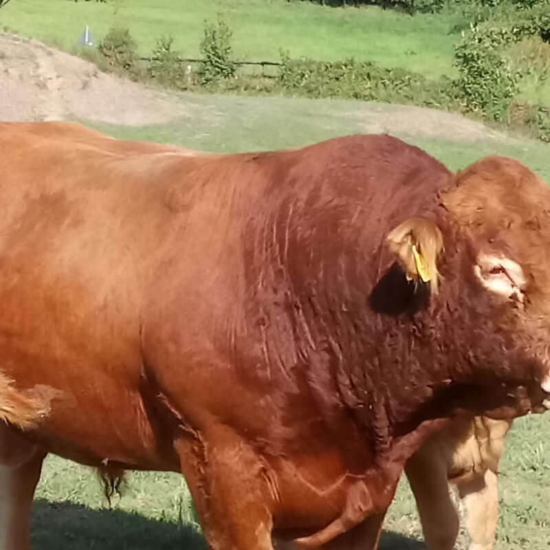 Limousin Deckbulle  - Bild 1