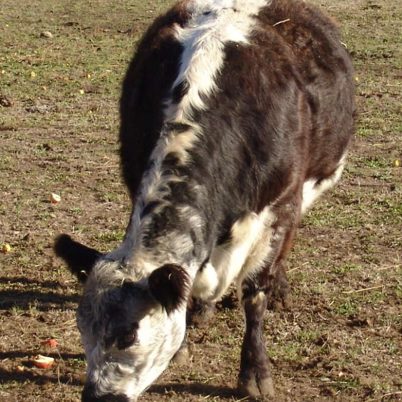 Galloway black rigget Mutterkuh - Bild 1