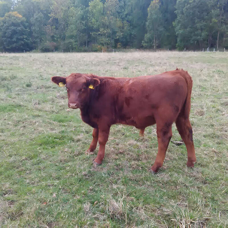 Angus Absetzer  - Bild 1