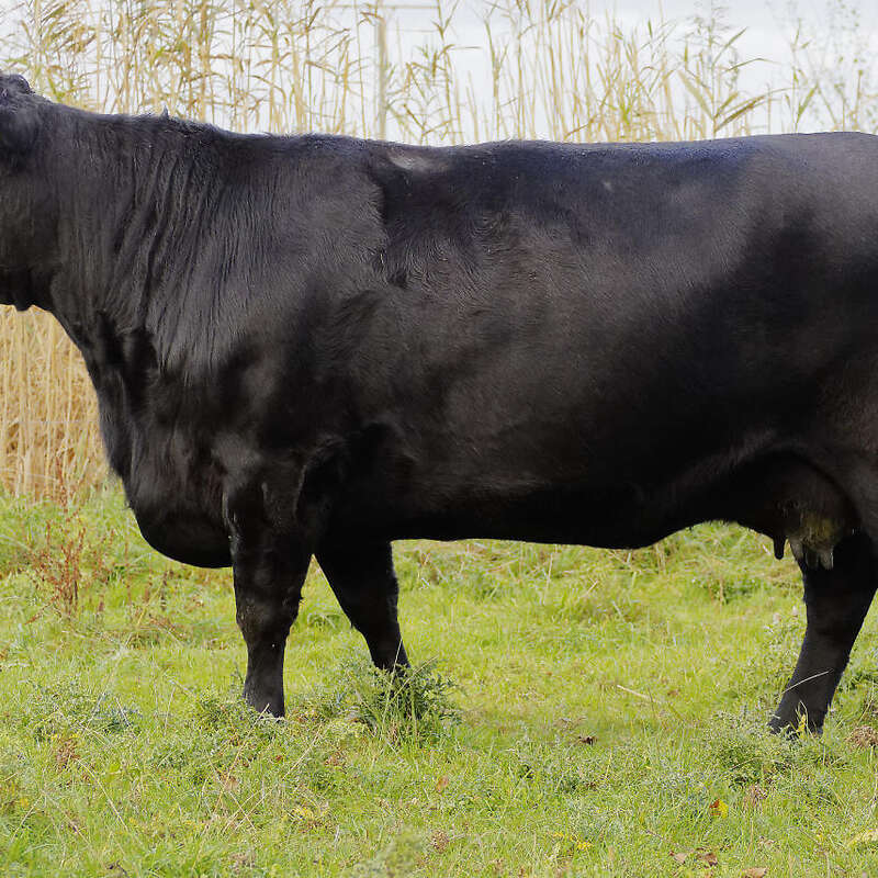 Angus HB Kuh mit Wagyu Bullenkalb - Bild 1