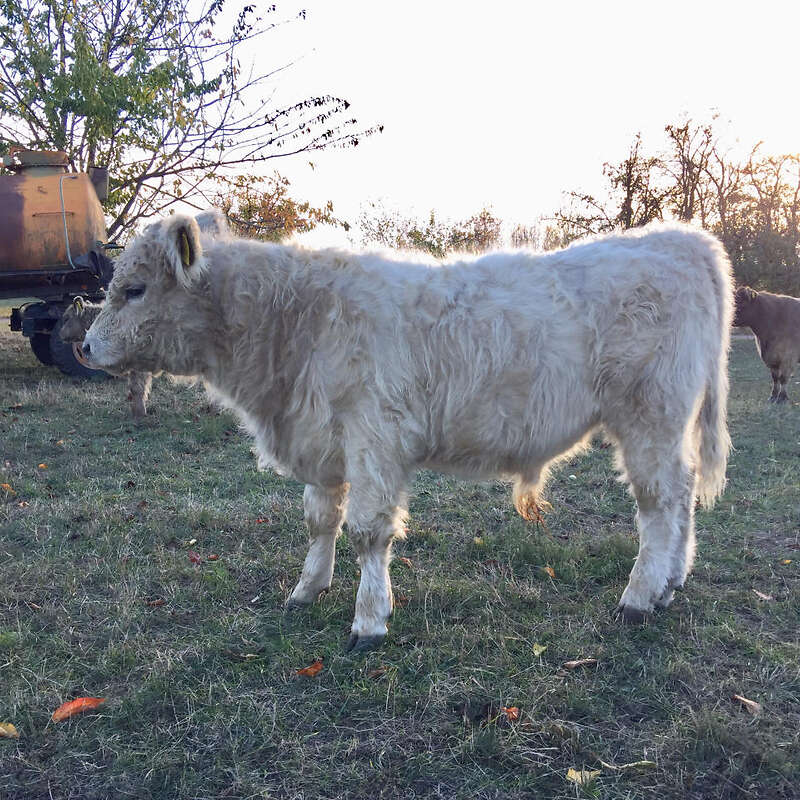 5 Galloway Bullenabsetzer - Bild 1