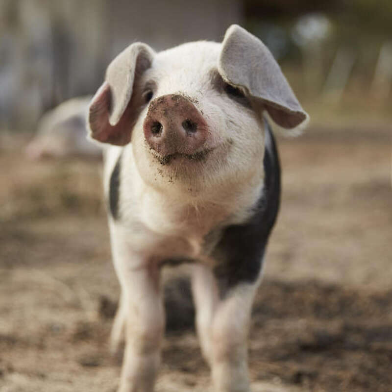 Echte robuste Bentheimer Schweine Freilandhaltung - Bild 1