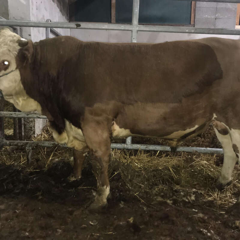 Hinterwälder Jungbulle Herdbuch - Bild 1
