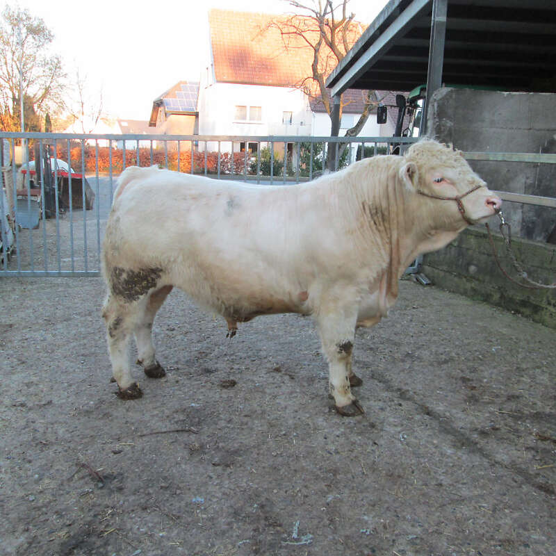 Charolaisbullen hornlos - Bild 1