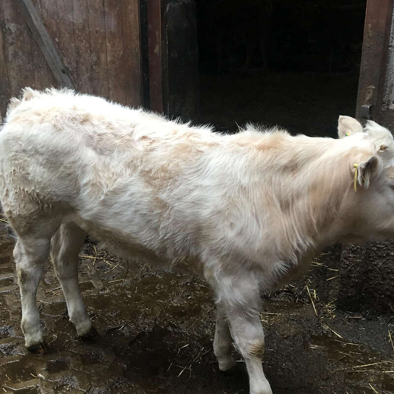 Verkaufe ein wunderschönes Bio Bullenkalb - Bild 1