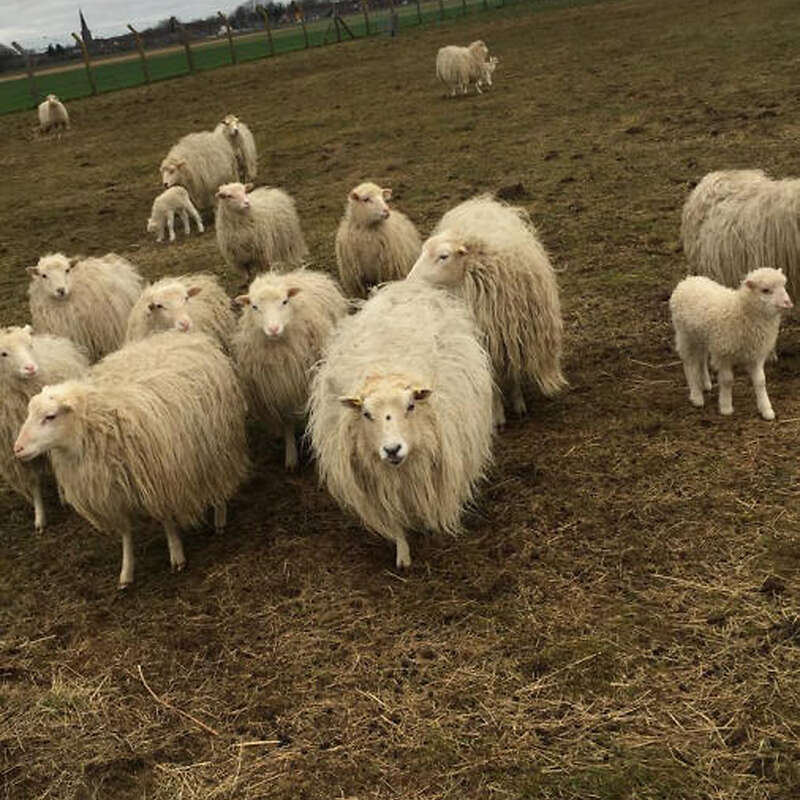 Moorschnucken/ weiße hornlose Heidschnucken aus Hobbyzucht - Bild 1