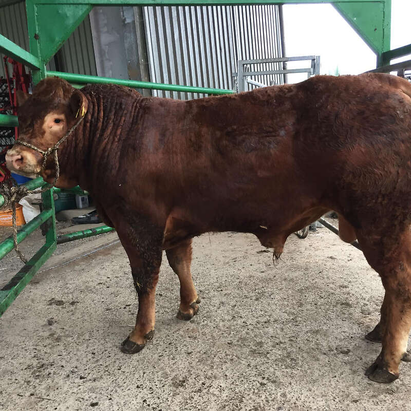 Limousin Herdbuch Deckbullen - Bild 1