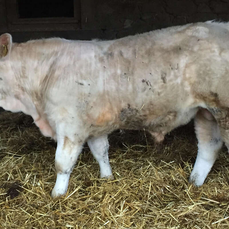 Charolais jungbullen Herdbuch  - Bild 1