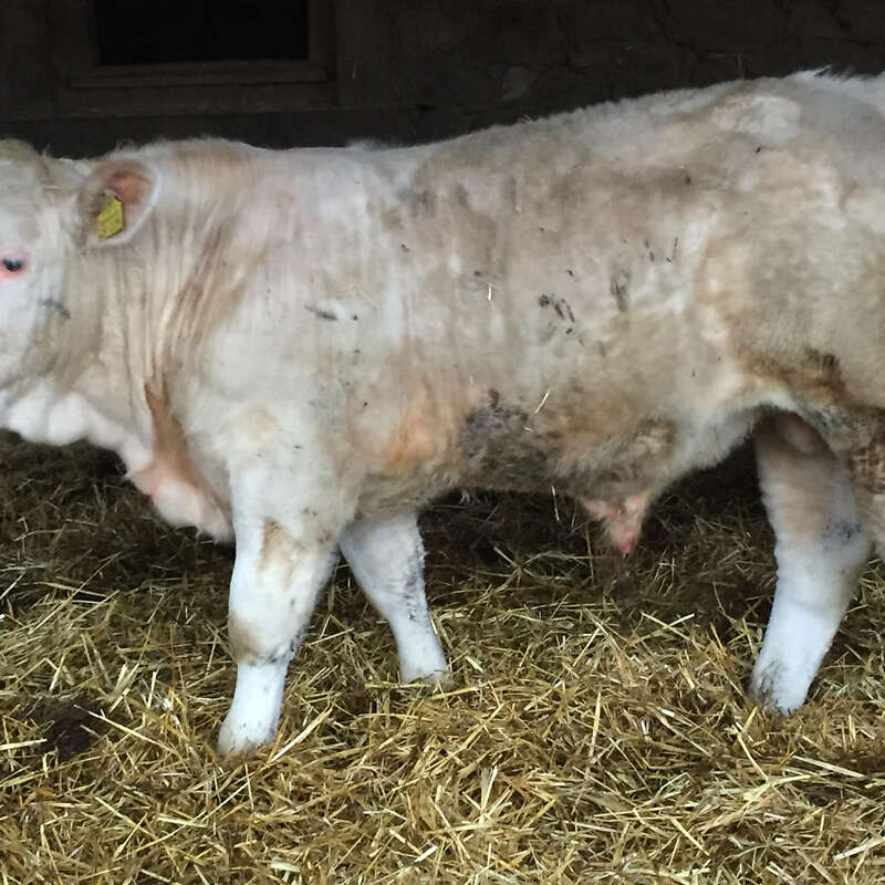 Charolais Herdbuch Deckbullen Bio - Bild 1