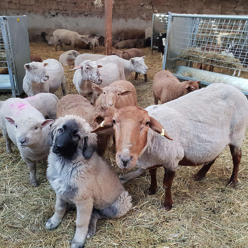 Herdenschutzhundwelpen - Bild 1