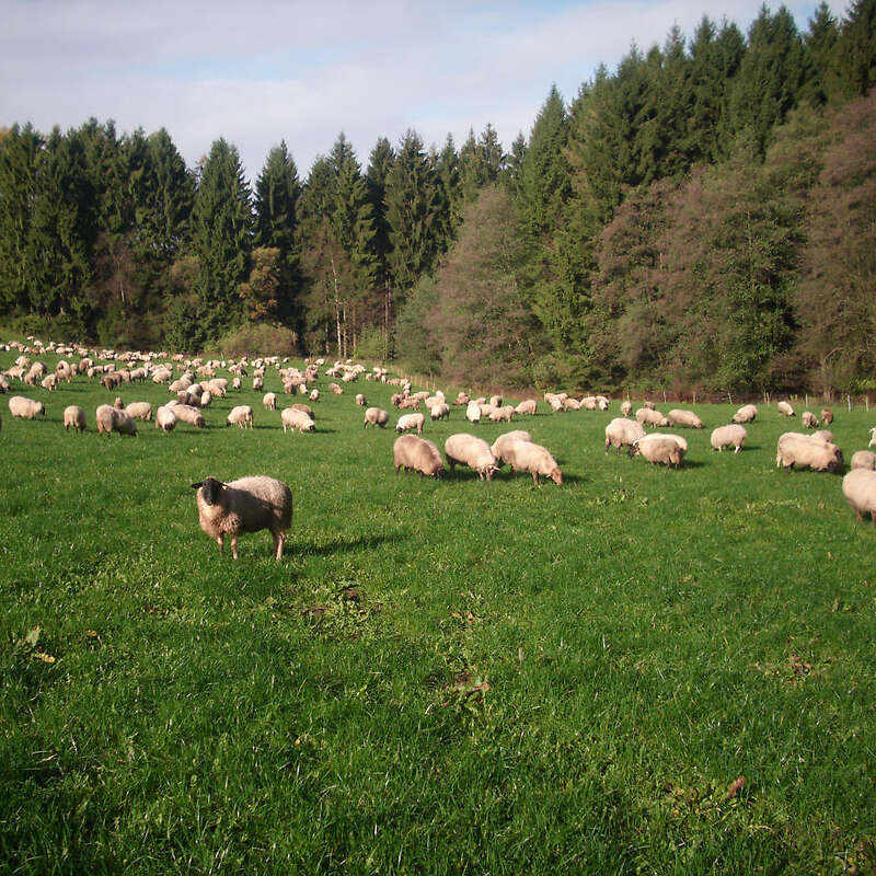 Jährlinge mit Lämmer der Rasse Coburger Fuchs - Rhönschafe - Bild 1
