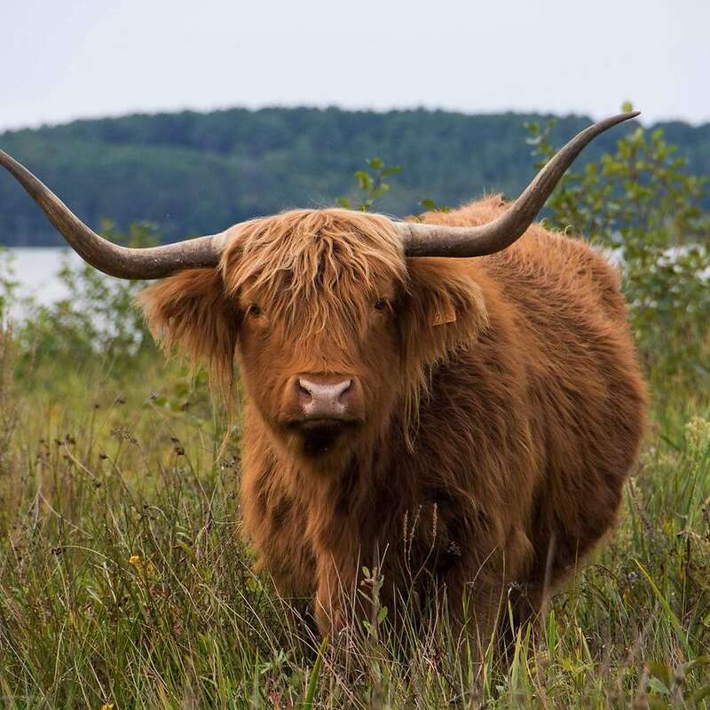 Suche große Mengen an Highland-Cattle - Bild 1