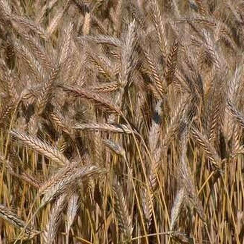 Triticale - Bild 1