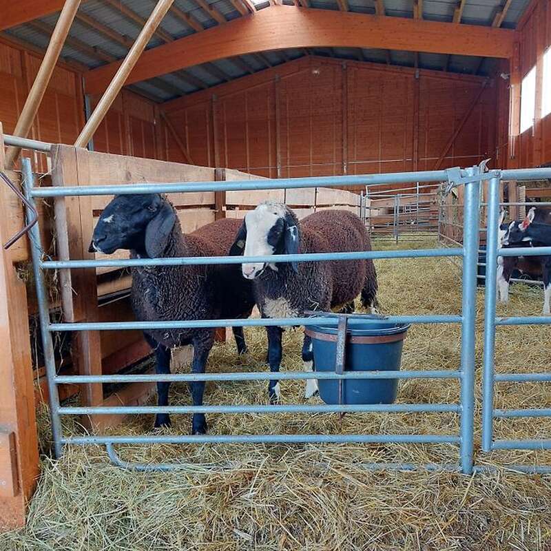 Gescheckter und schwarzer Merinolandschafbock - Bild 1