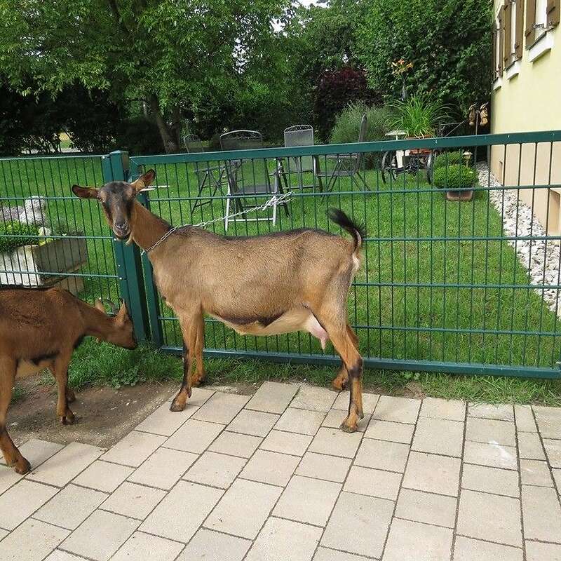 3 gehörnte Jungziegen, Herdbuch zu verkaufen. - Bild 1