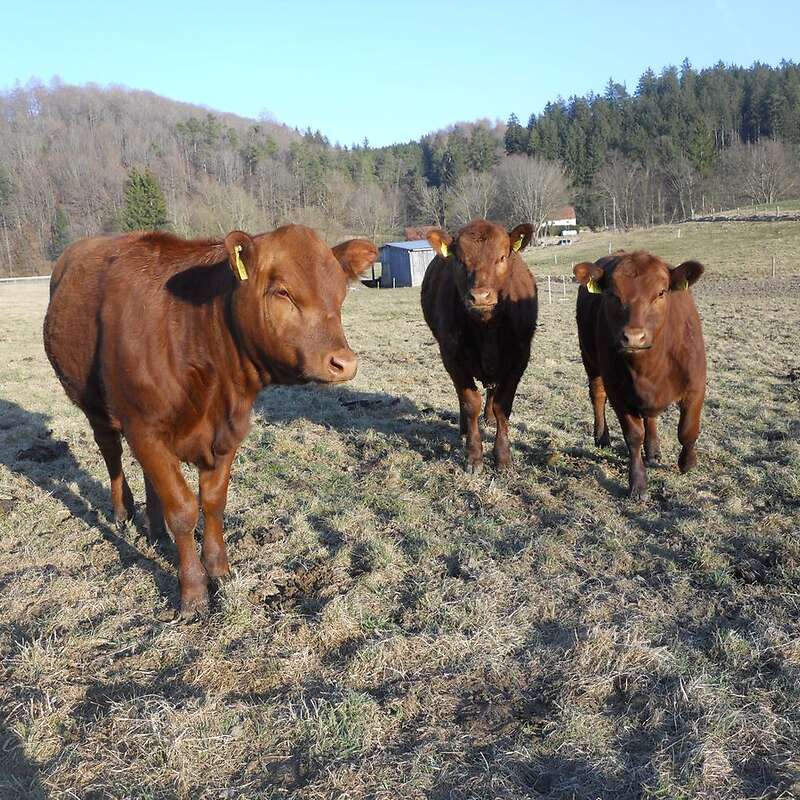 Weibliche Angusabsetzer - Bild 1