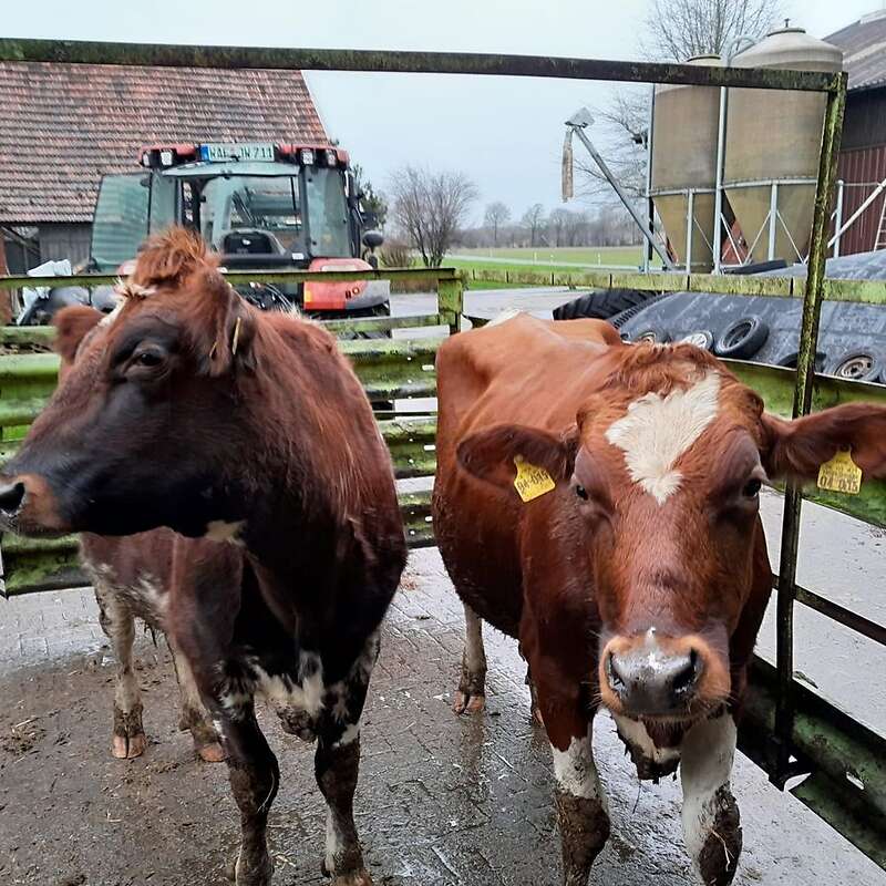 Tragende Rinder / Färsen Holstein Rotbunt - Bild 1