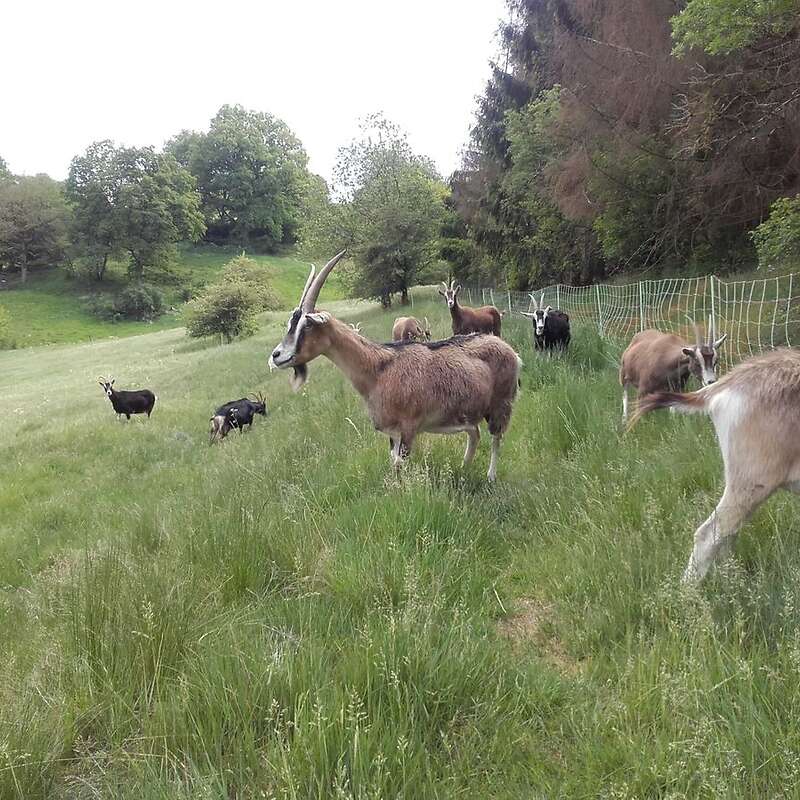 kleine Herde weibl. Thüringerwaldziegen abzugeben, auch einzelne Tiere - Bild 1
