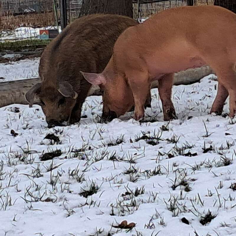 reinrassige Duroc Ferkel zu verkaufen - Bild 1