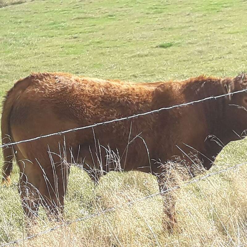 Verkaufe schweren Limousin Absetzer  - Bild 1