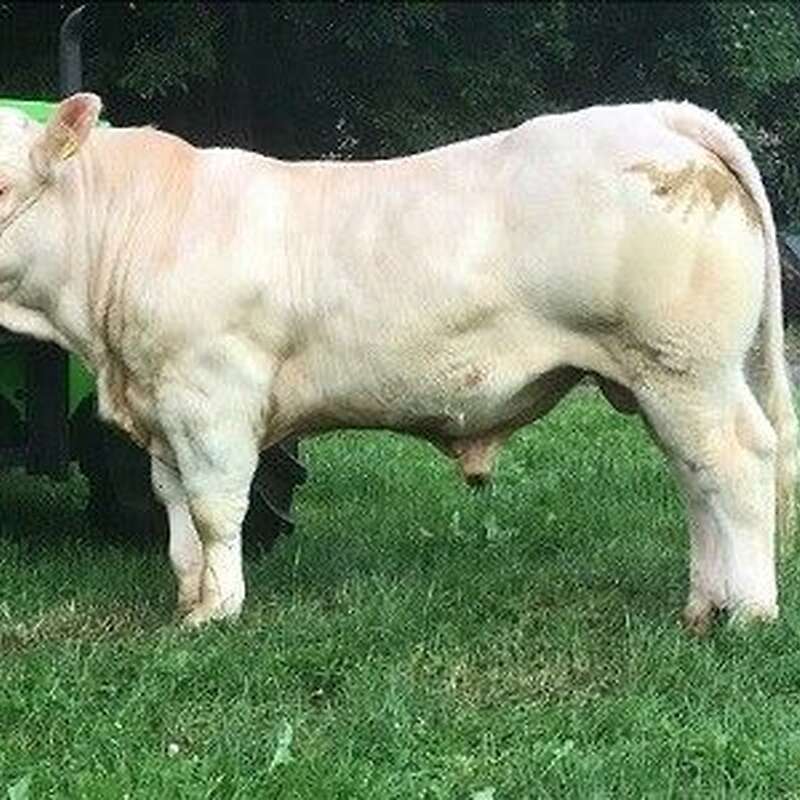charolais HB Biojungbullen - Bild 1