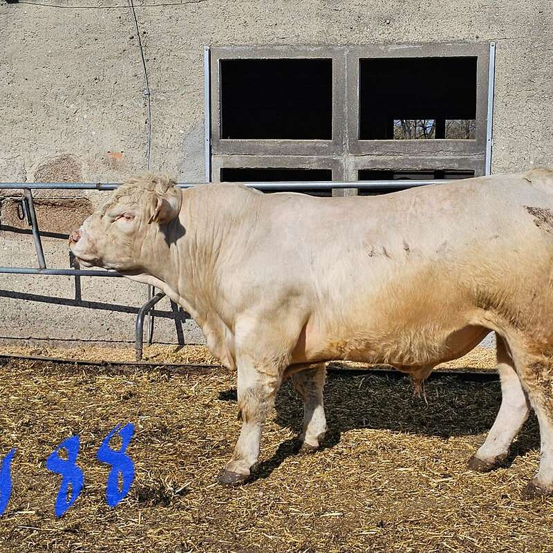 Charolaisjungbullen - Bild 1