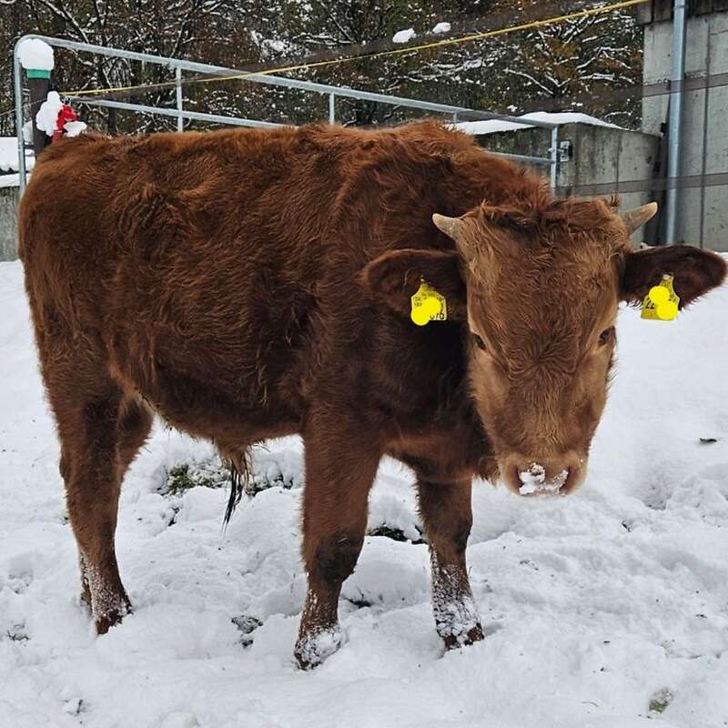 Seltener Red Wagyu Deckbulle - Bild 1