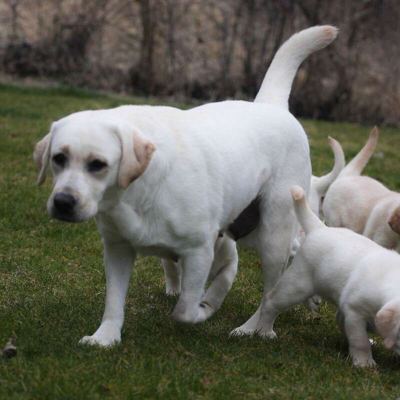  reinrassiger gelber labrador als familienbegleiter - Bild 1