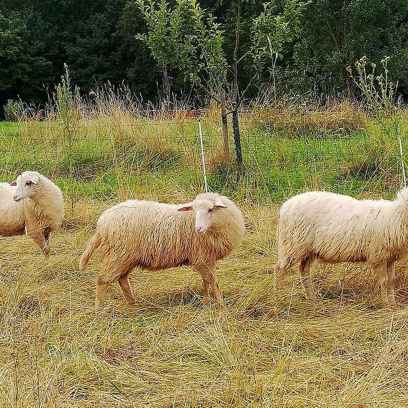 Krainer Steinschaf Lämmer Herdbuch  - Bild 1