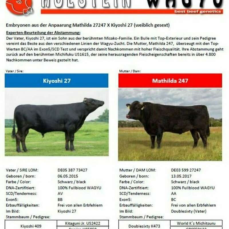 Wagyu 100% Fullblood Embryonen - 10er Start-Paket - Bild 1