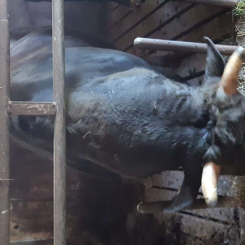 Wagyu Schlachtbullen zu verkaufen - Bild 1