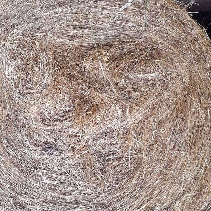 BIO Heuballen Rund - Sachsen - zu Verschenken - Bild 1