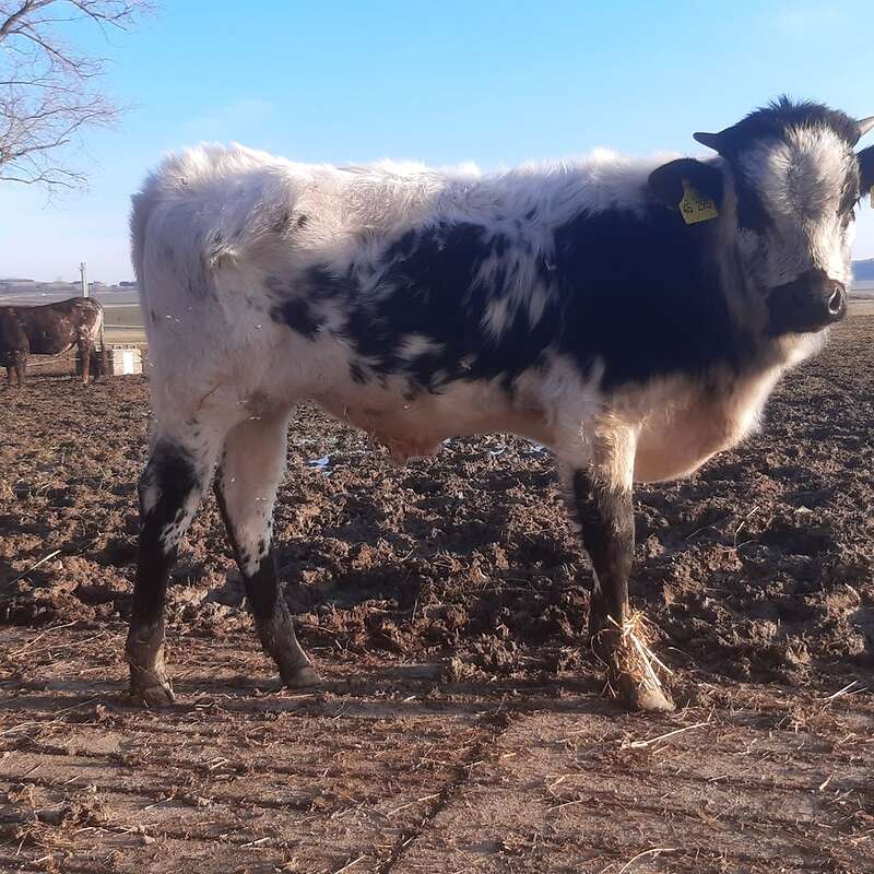 Texas Longhorn Bio Bullenkälber - Bild 1