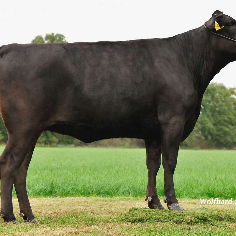 100% Fullblood Wagyu Jungbullen zu verkaufen - Bild 1