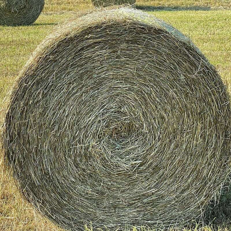 Heu von sehr guter Qualität zu verkaufen  - Bild 1