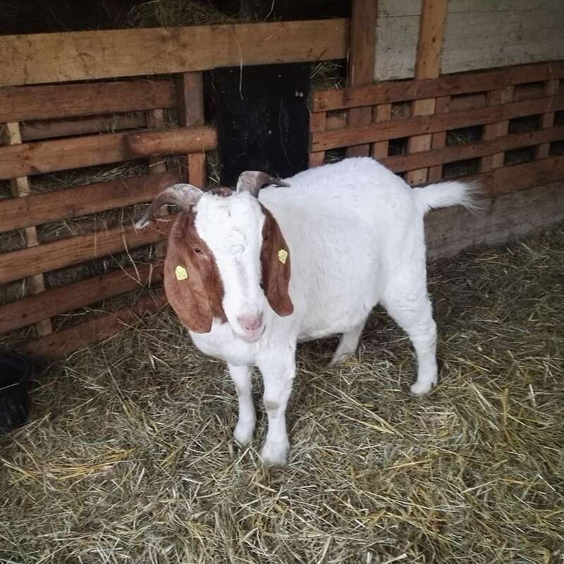 Ziegenbock Kastriert  - Bild 1