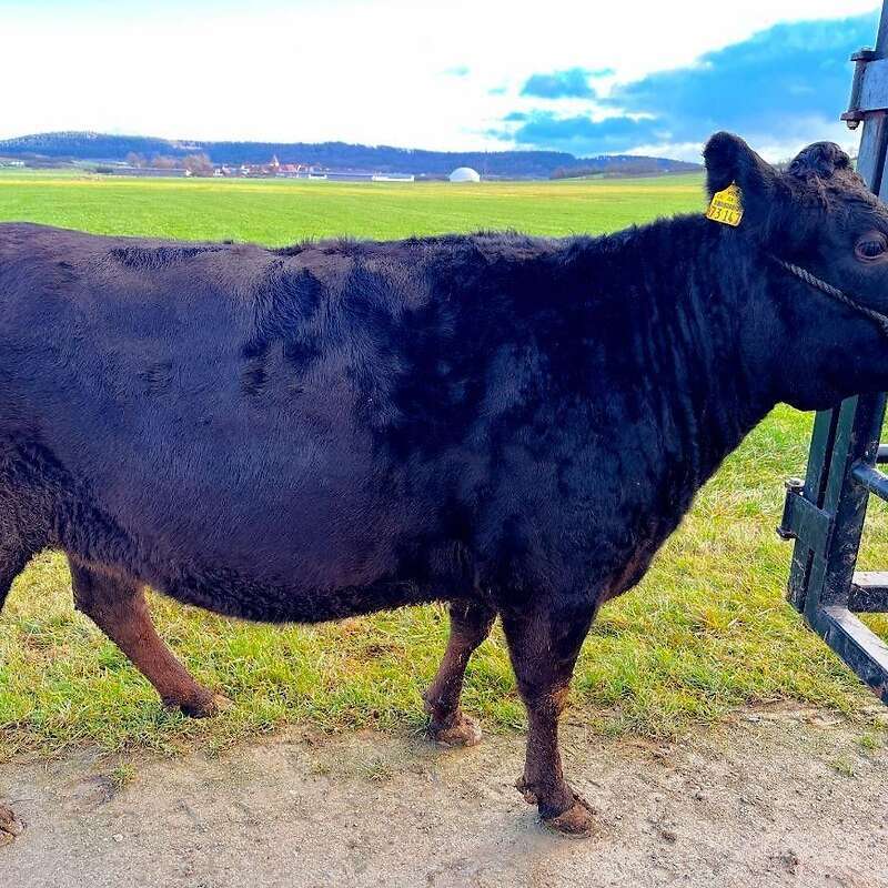 Vier weibliche Wagyu-Rinder zu verkaufen (Färse, Kalb) - Bild 1