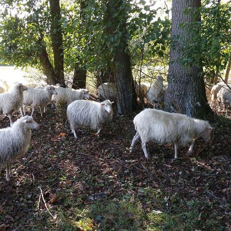 Moorschnucken aus Herbuchzucht - Bild 1
