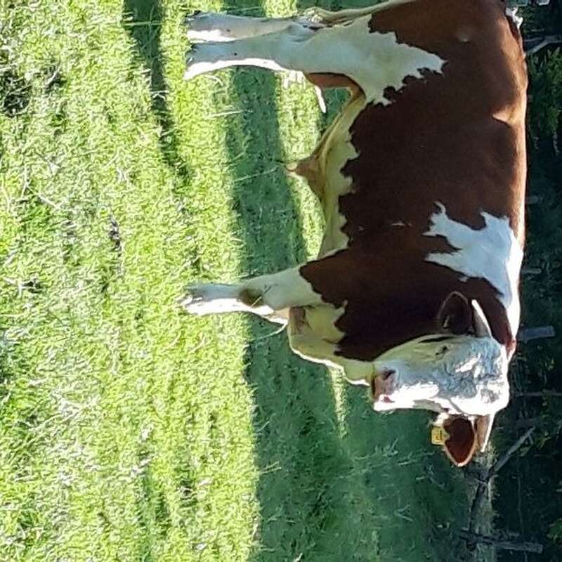 Fleckvieh Deckbulle von 06.2021 - Bild 1