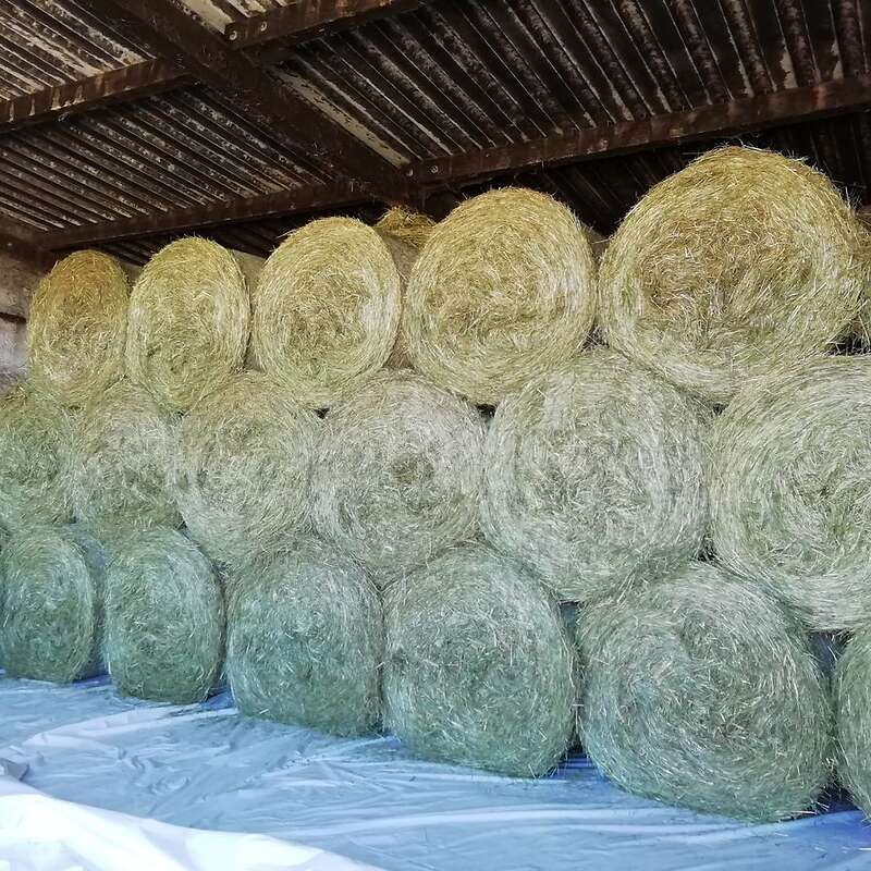 Heu Rundballen 1. Schnitt 2021 - Bild 1