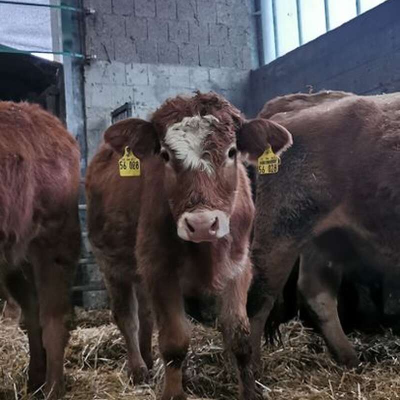 3 Bullen abzugeben (hornlos/Bio)  - Bild 1