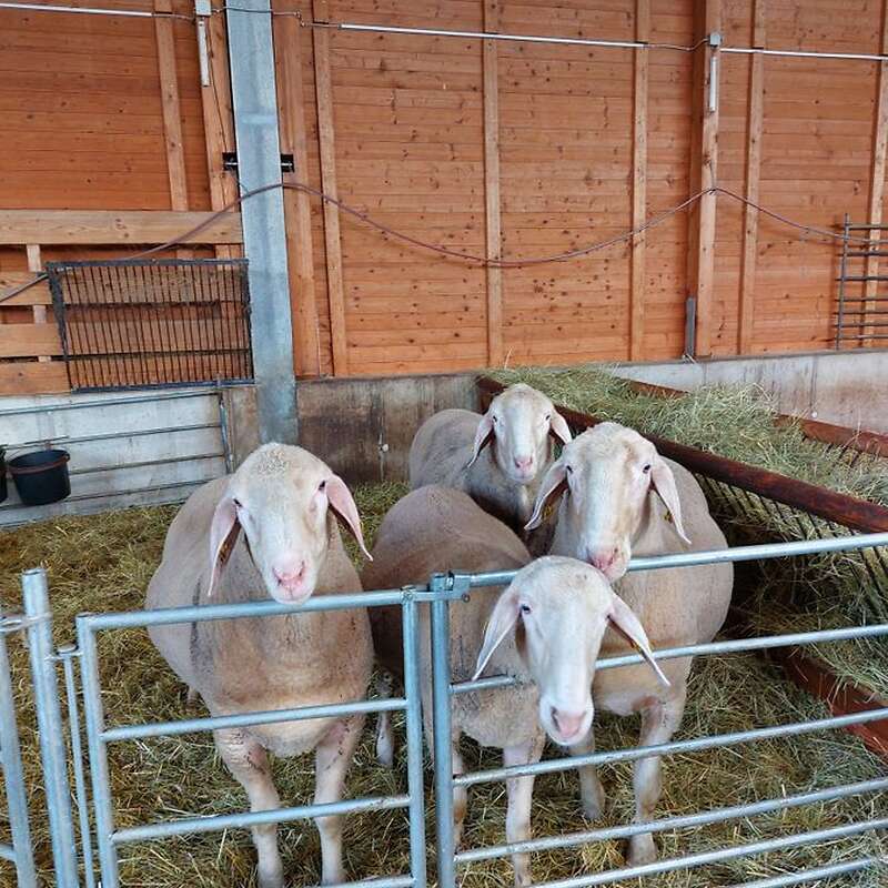 Merinolandschafbock  - Bild 1
