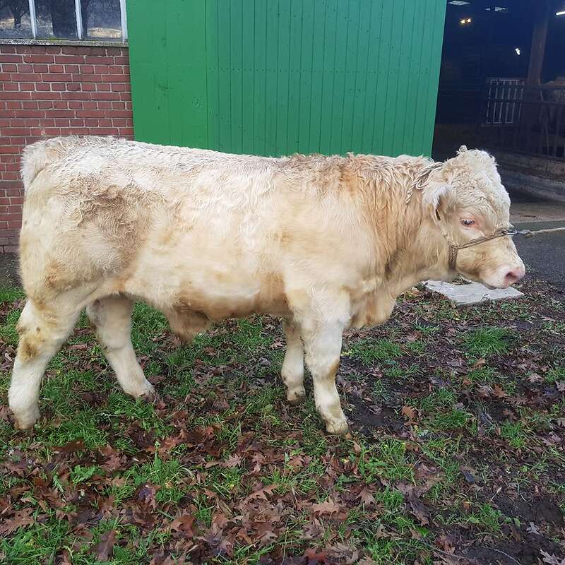 Heterozygoter herdbuchfähiger Jungbulle zu verkaufen - Bild 1