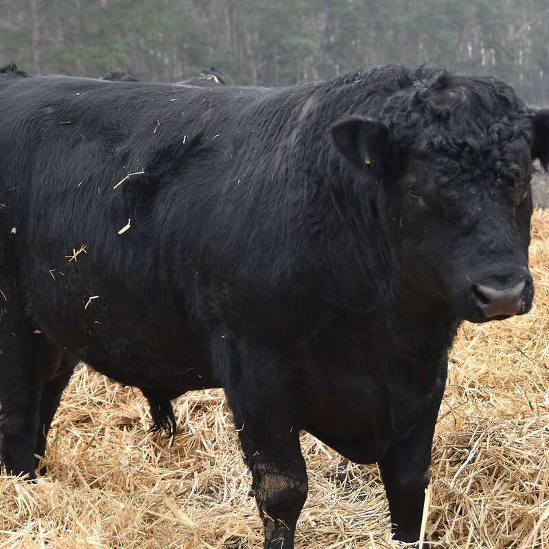 Bio Angus Zuchtbulle Deckbulle - Bild 1