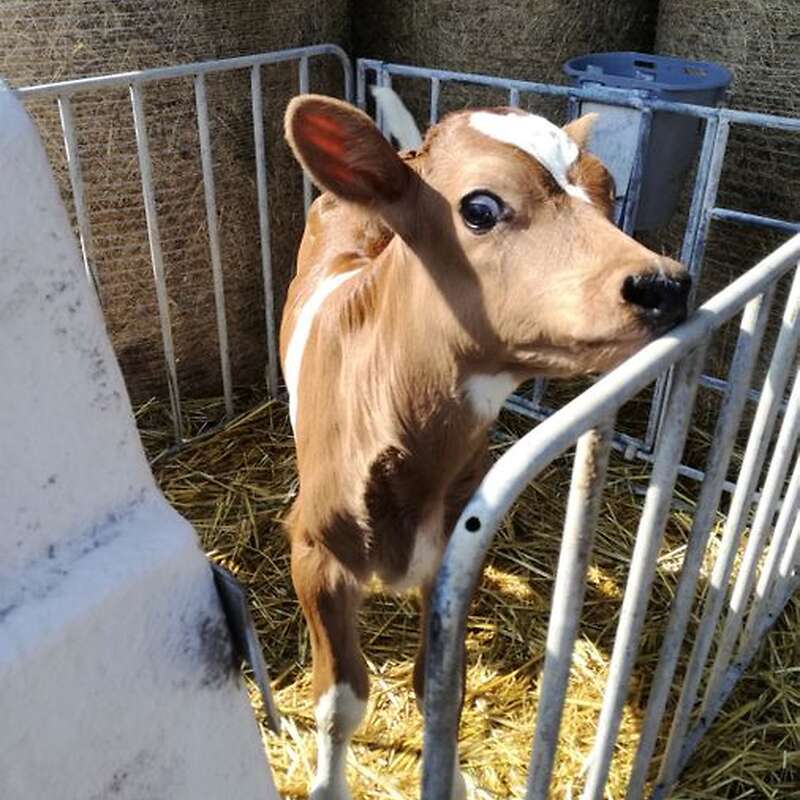 Verkaufe Bullenkalb Jersey xHolstein rbt - Bild 1