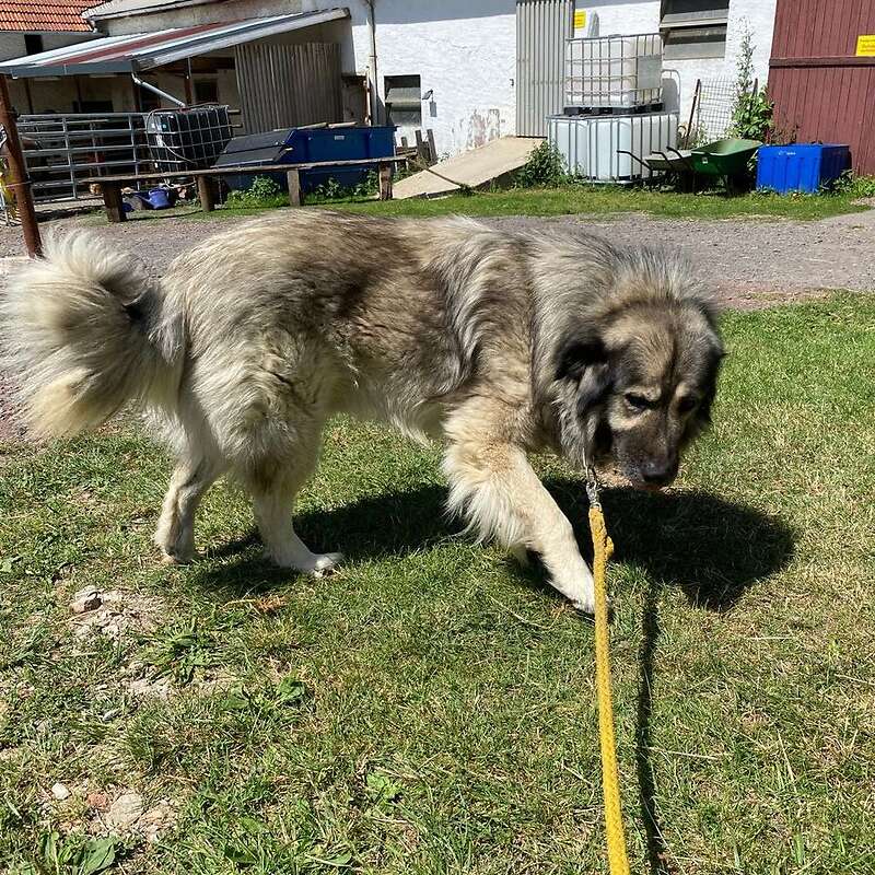 3 Herdenschutzhunde Sarplaninac - Bild 1