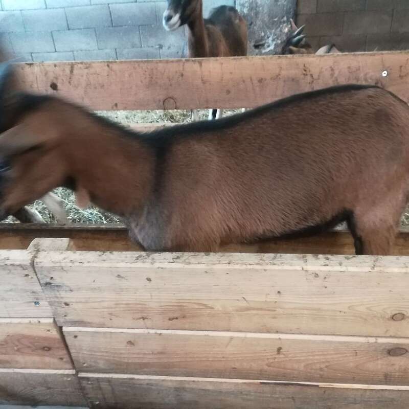 Gemsfarbige Gebirgsziegen zu verkaufen - Bild 1