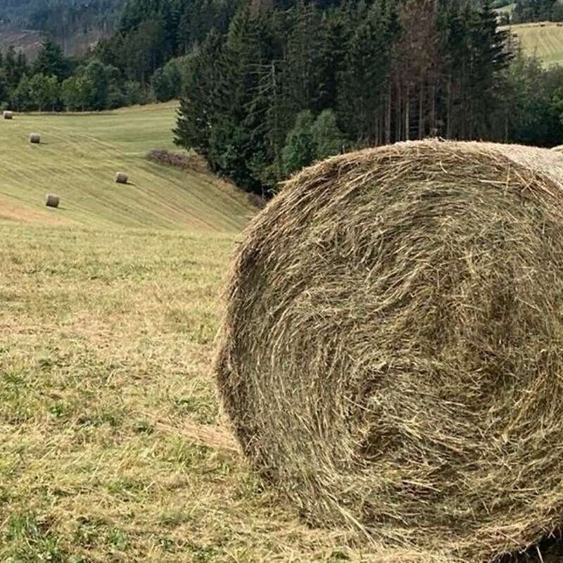 50 Heuballen, Mahd 8-2024, frei von JKK, aus VNP, ungedüngt, unverregnet eingfahren - Bild 1